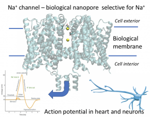 ion channel