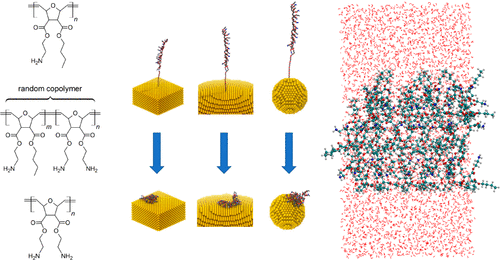 Graphic of poly(oxonorbornenes) attached to planar surfaces and gold nanoparticles