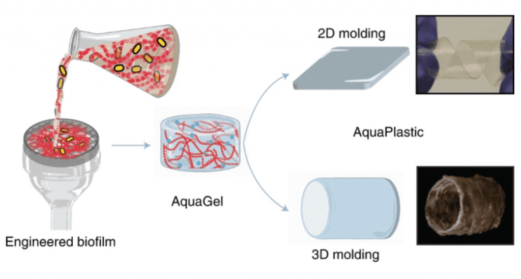 Preparation of water-processable, biodegradable engineered biofilms