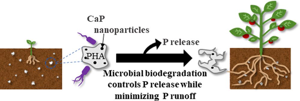 Graphical abstract illustrating the biodegradation of PHA/CaP composites 