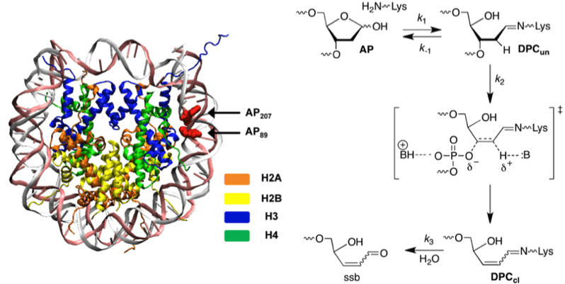 histone protein structure