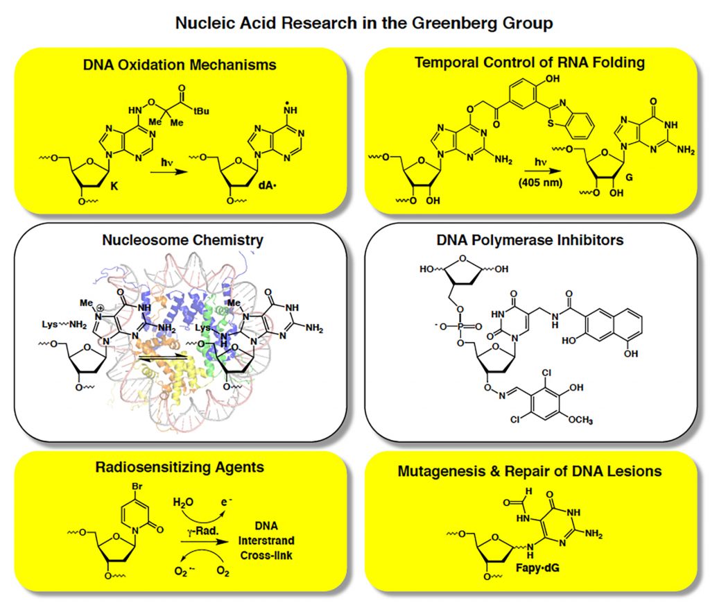 Images of DNA and RNA representing research in the Greenberg Group