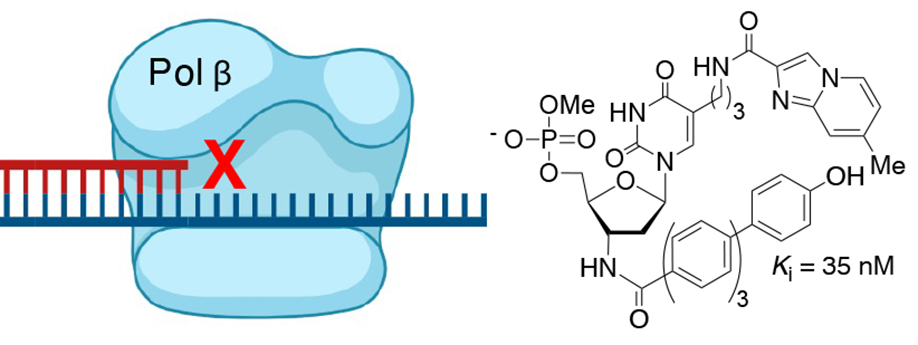 DNA Polymerase Beta Inhibition