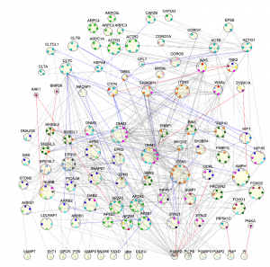 interface-resolved clathrin network.