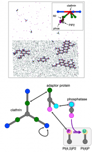 clathrin model with phosphatases