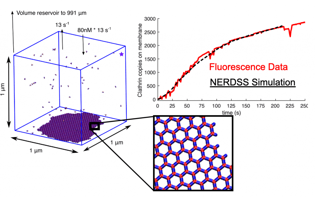 clathrin assembly on membranes