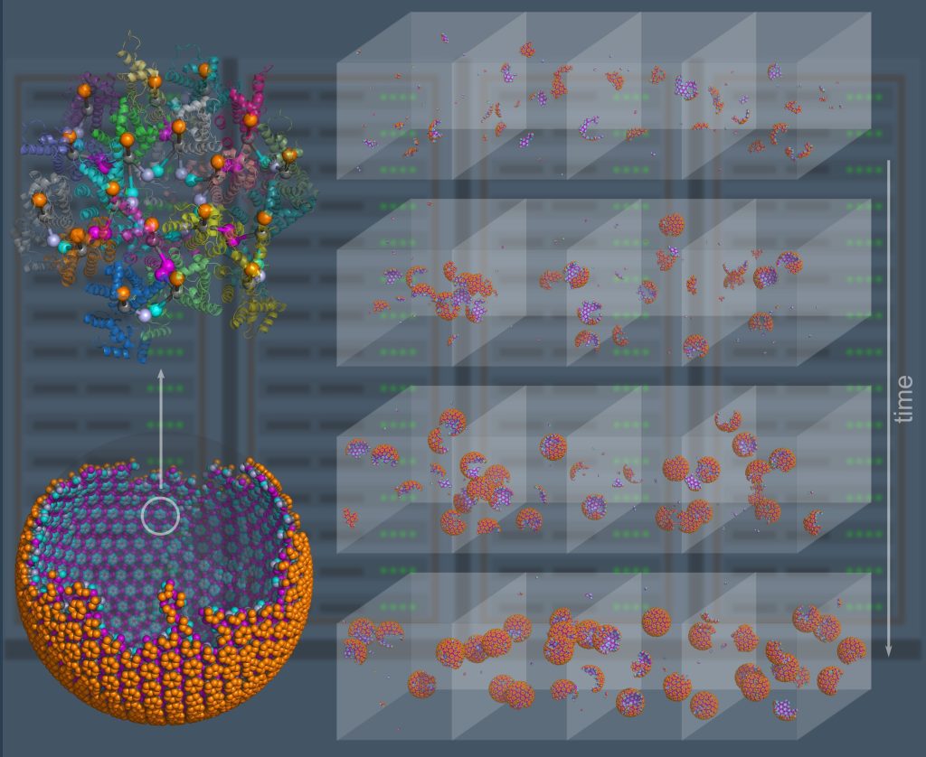 virus model simulations