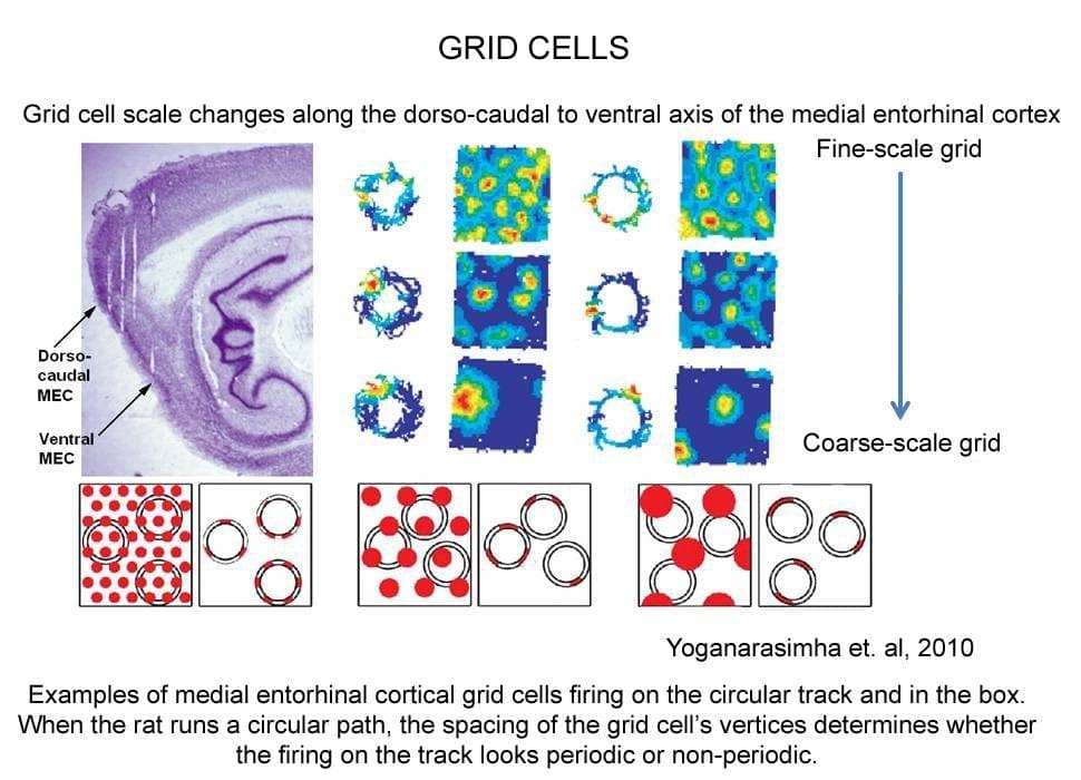 grid cells