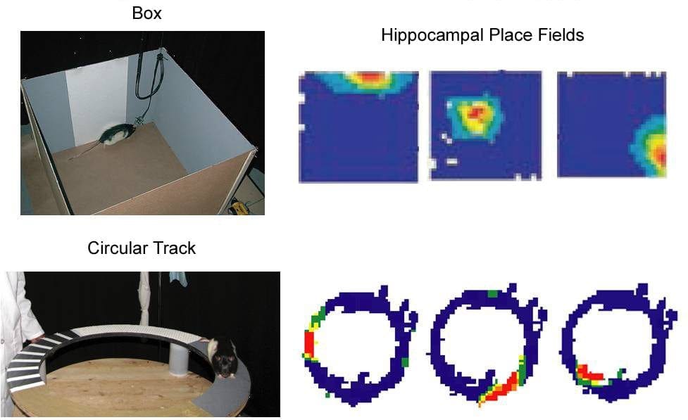 hippocampal place fields