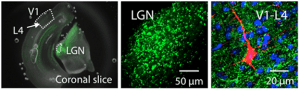 Use of optogenetics to assess the strength of thalamocortical synapses.