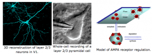 Molecular mechanisms of sensory cortex plasticity