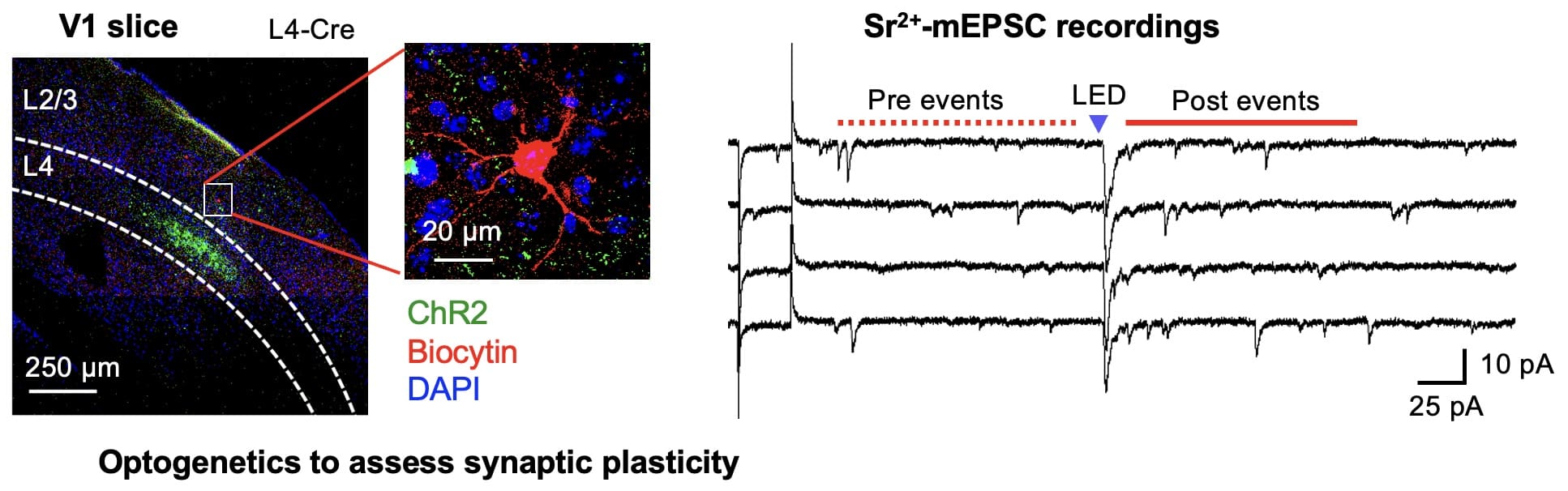 Optogenetics