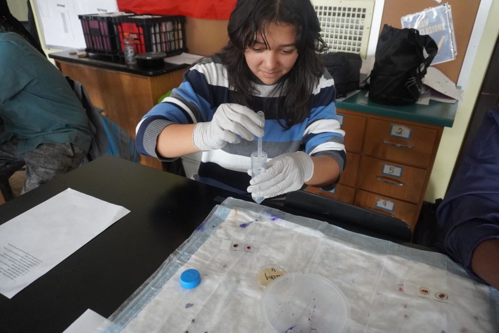 A student uses a dropper to add stains to a slide with bacteria
