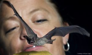 Dr. Bohn working with a bat