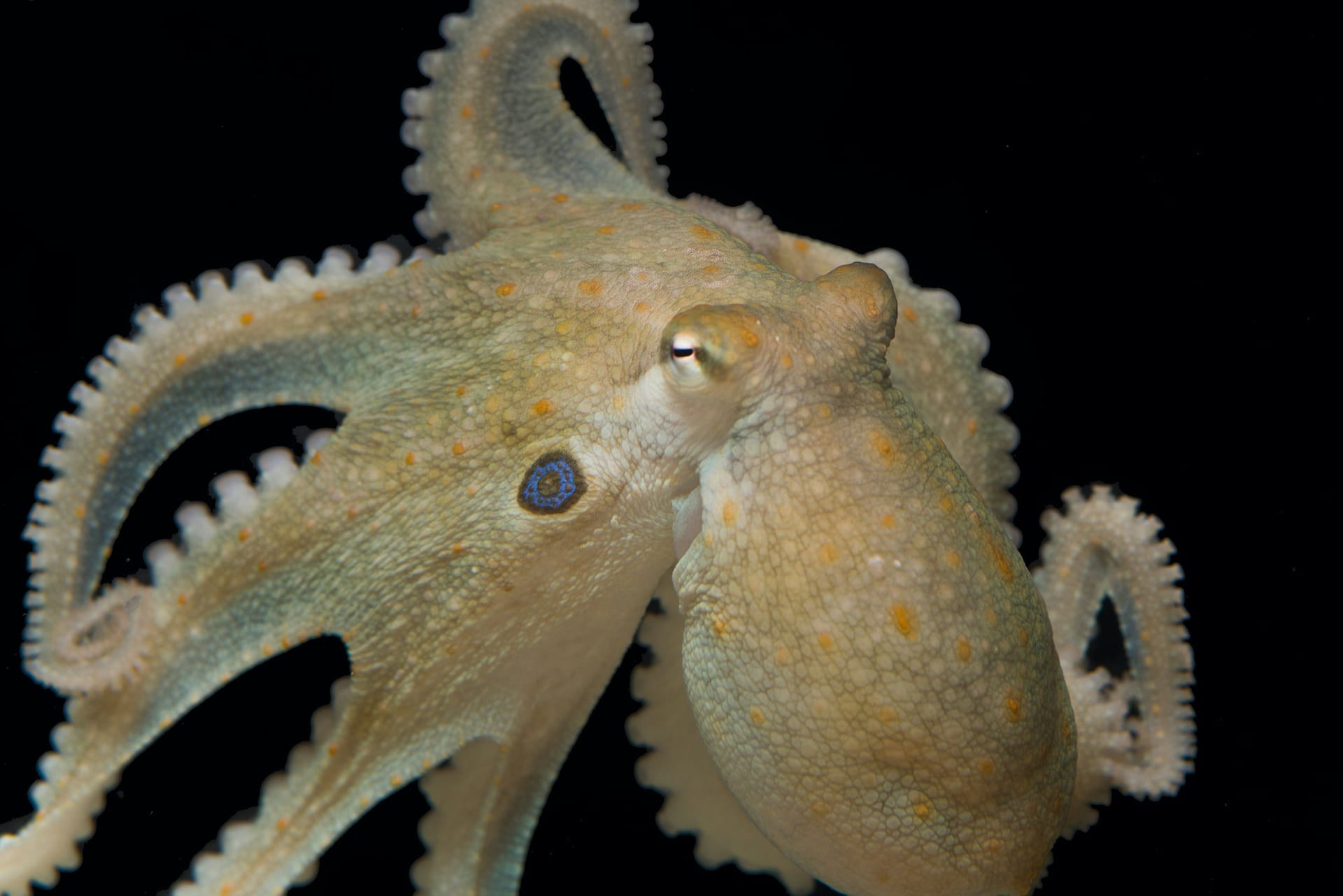 Image of an octopus used in Dr. Dolen's research