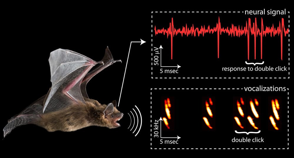 The figure shows an image of a bat and its echolocation calls in flight. 