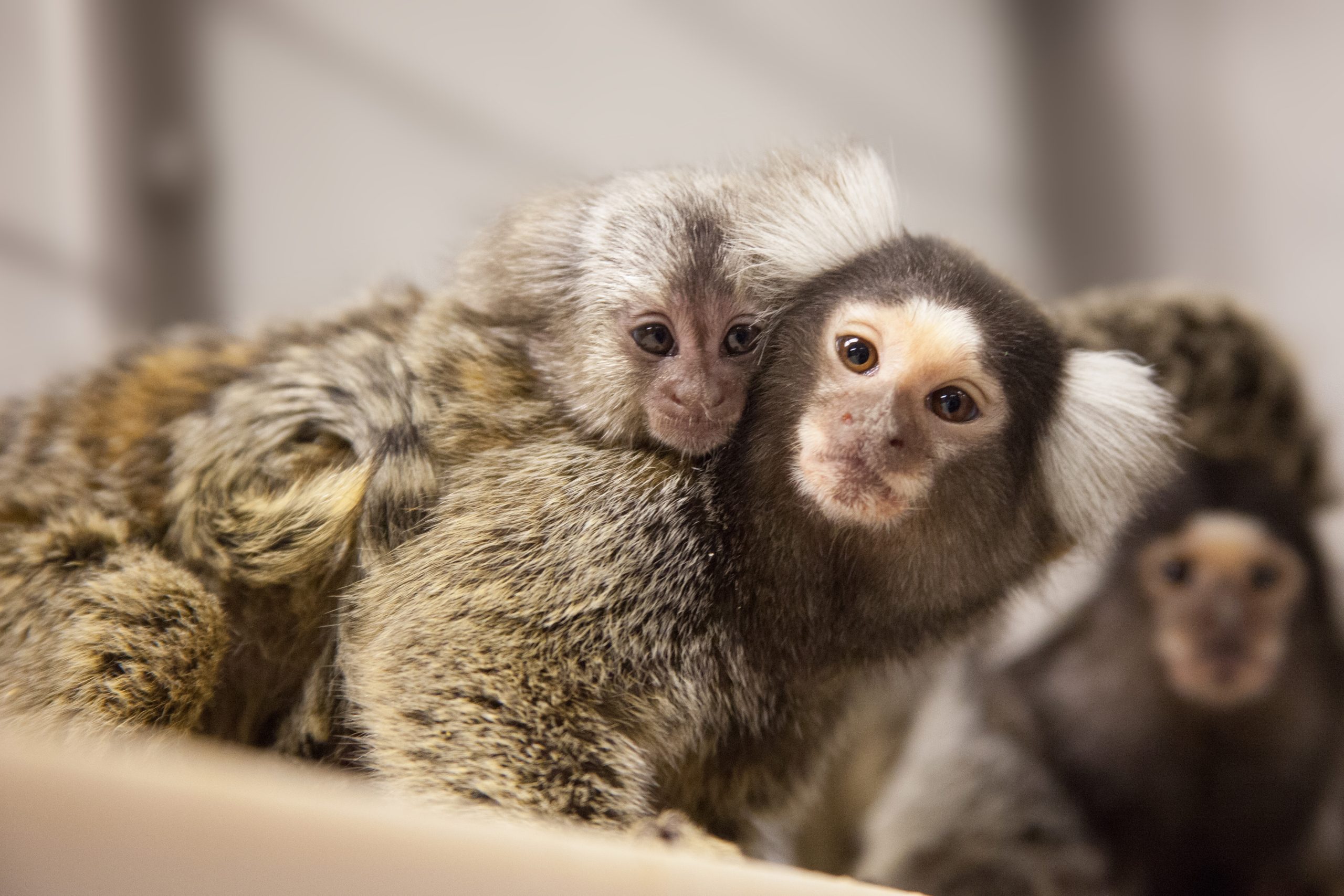 Image of marmosets huddled together