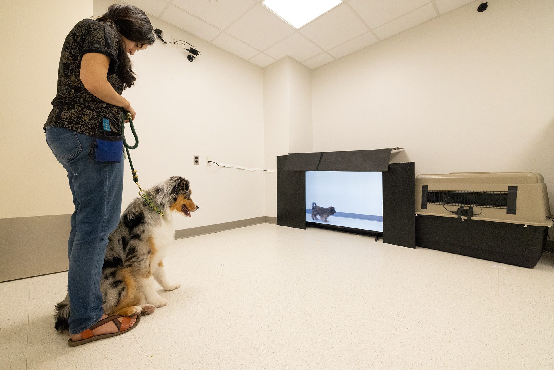 This image shows a dog cognition experiment