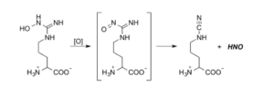 Generation of HNO from the oxidation of N-hydroxy-L-arginine