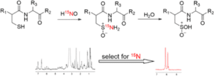 15N NMR detection of thiol-HNO derived sulfinamide