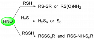 Sulfur based reaction products derived from the reaction of HNO with different reactive sulfur species