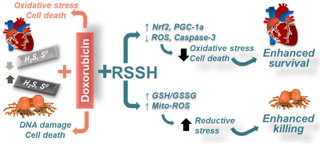 Dox graphical abstract