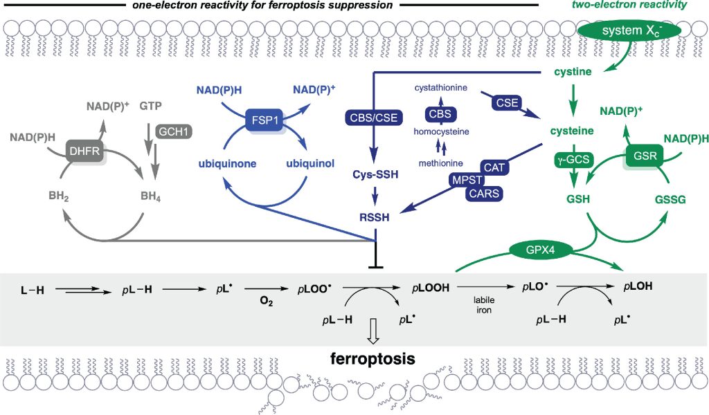 Ferroptosis diagram