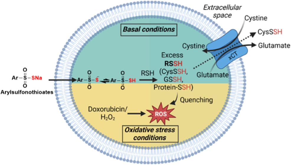Sulfane sulfur homeostasis